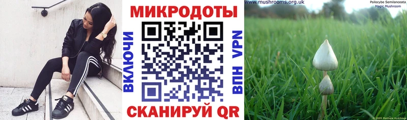 Псилоцибиновые грибы Psilocybe  Харабали 